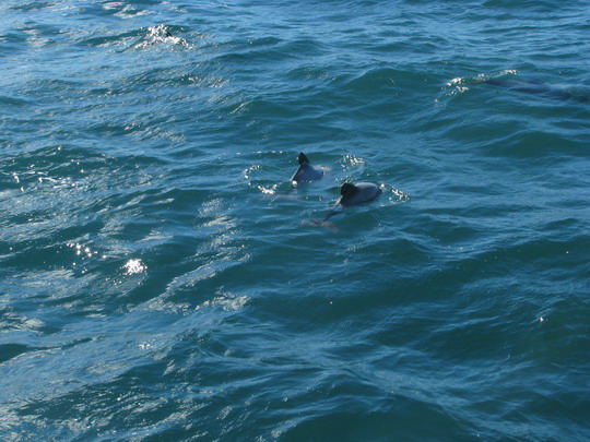 AKAROA