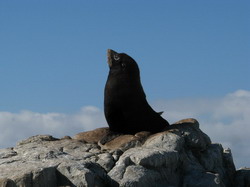 קאיקורה Kaikoura